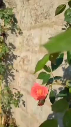 اجاره روزانه و شبانه ویلا|اجارهٔ کوتاهمدت ویلا و باغ|عباسآباد, |دیوار