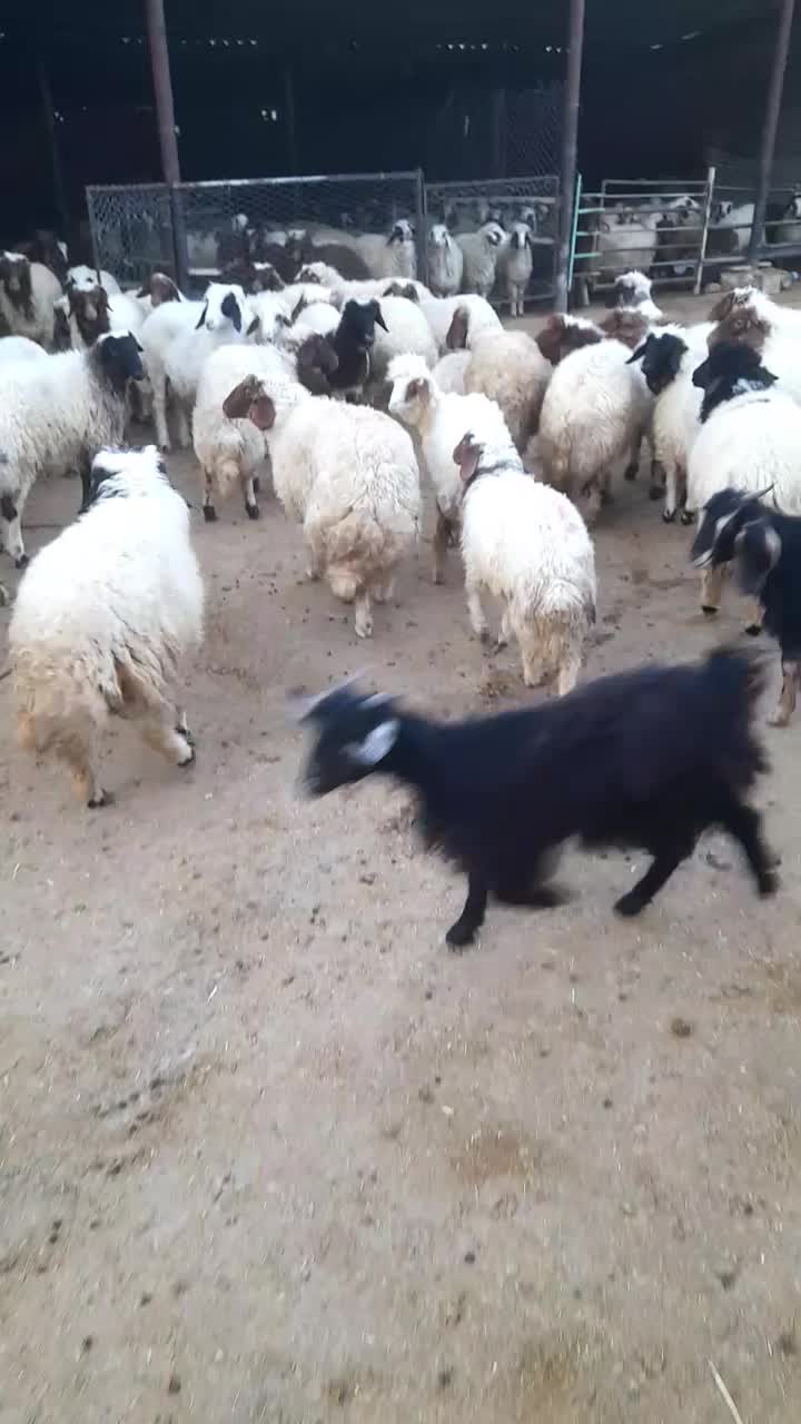 فروش بره|حیوانات مزرعه|کارزان, |دیوار