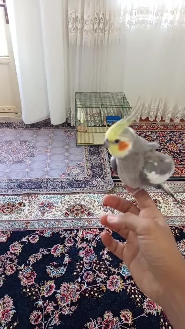 پرنده عروس هلندی مولد|پرنده|رومشکان, |دیوار