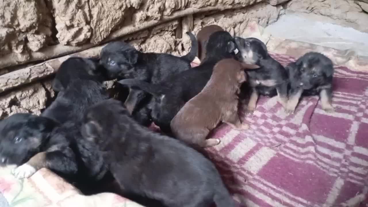 توله ژرمن|سگ|لاهیجان, آهندان|دیوار