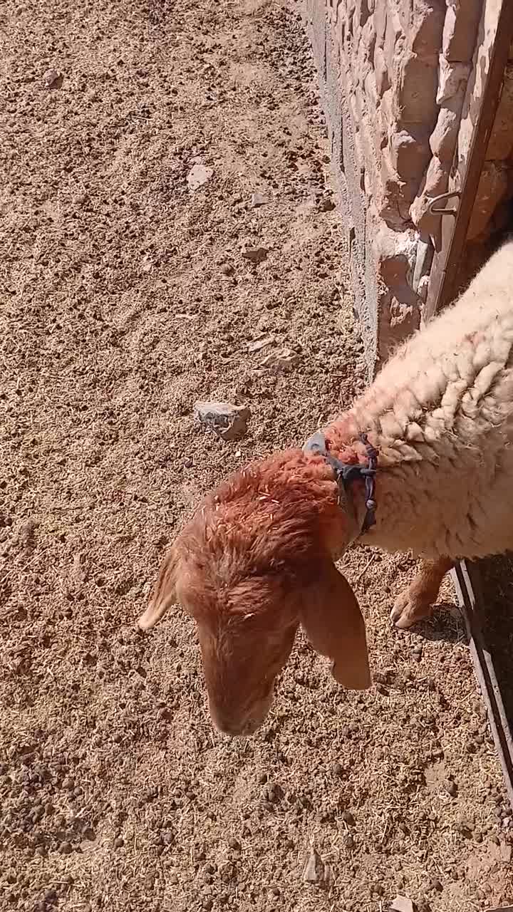 میش.داشتی.گله.گرد|حیوانات مزرعه|سبزوار, قصبه شرقی|دیوار