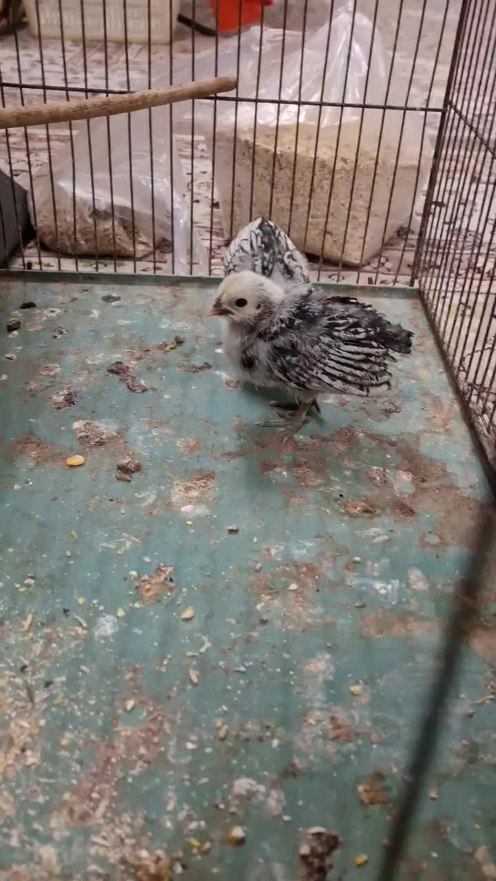 دو عدد جوجه مینیاتوری سبرایت|حیوانات مزرعه|اردکان, |دیوار