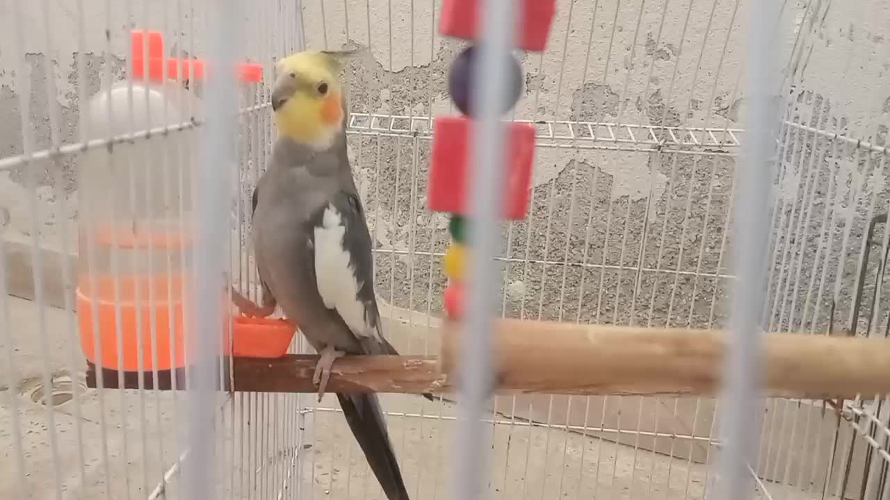 عروس هلندی|پرنده|بوشهر, |دیوار