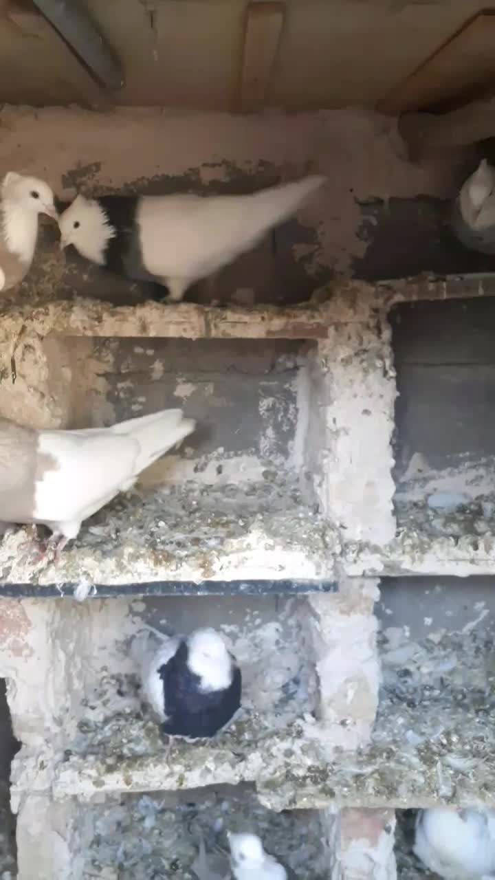 فروش کفتر طوقی|پرنده|بیلوار, |دیوار