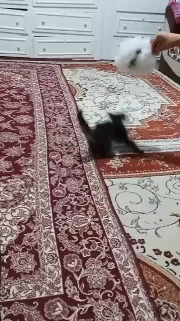 بچه گربه نازو دوست داشتنی|گربه|خوی, |دیوار