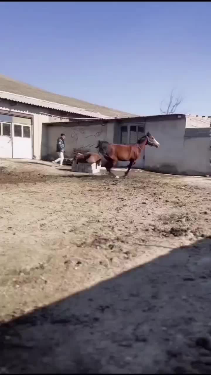 اسب|اسب و تجهیزات اسب‌سواری|مهاباد (آذربایجان غربی), |دیوار