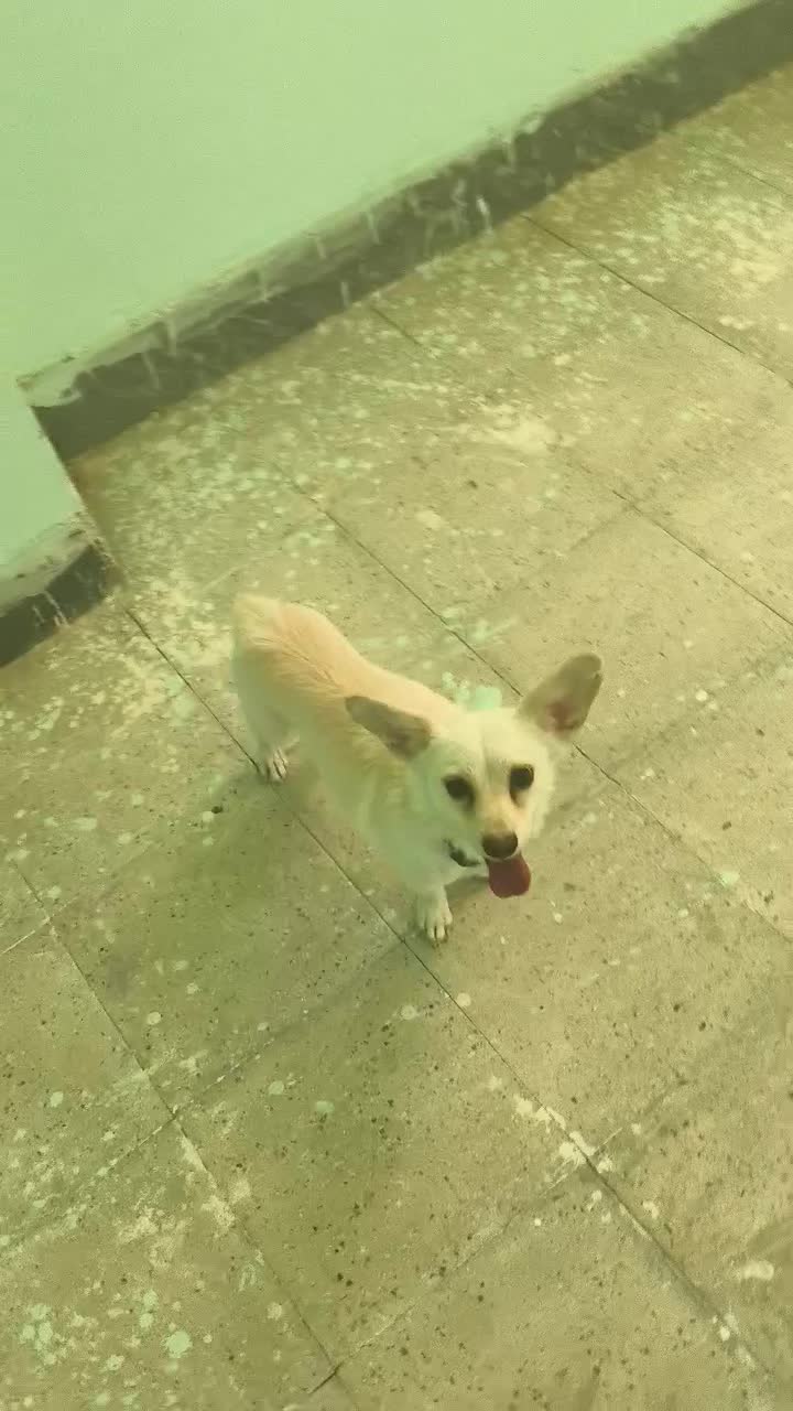 سگ پا کوتاه|سگ|لار, |دیوار