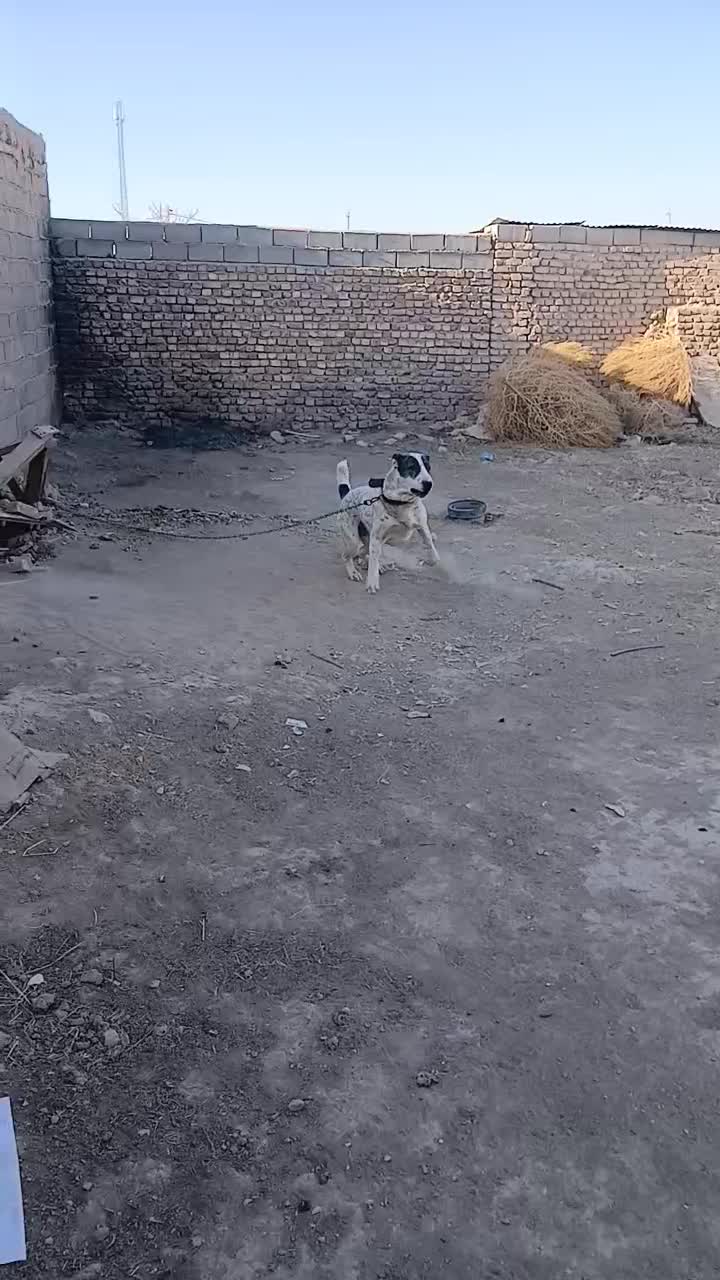 واگذاری  سگ الابای|سگ|اسفراین, |دیوار