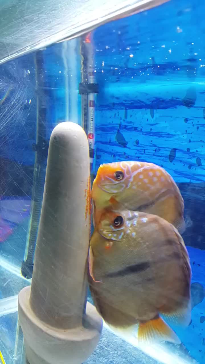 ماهی ایکارد جفت|ماهی|کرمانشاه, |دیوار