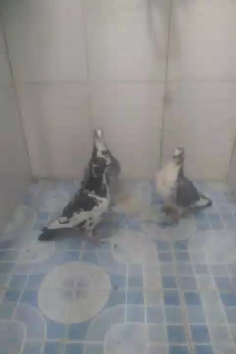 ۳عدد پرشی نر به ضمانت|پرنده|مشهد, موعود|دیوار