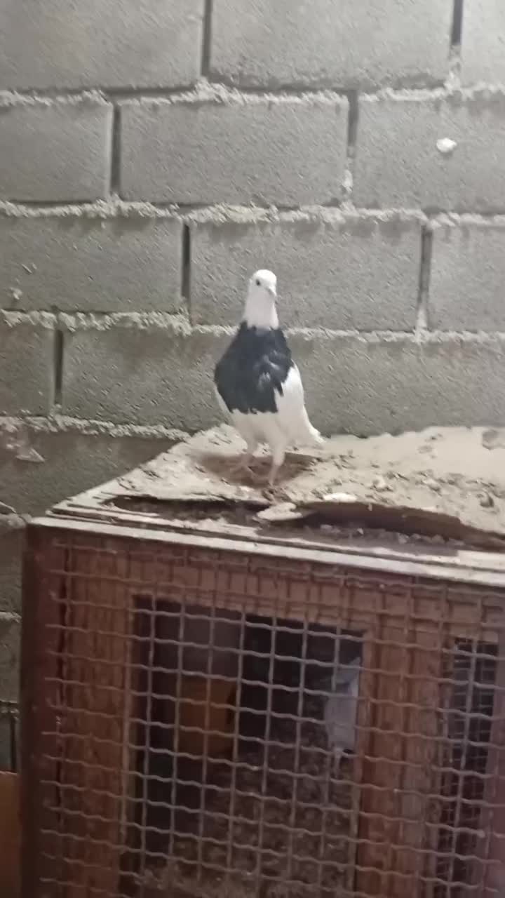 طوقی سیاه|پرنده|امیدیه, |دیوار