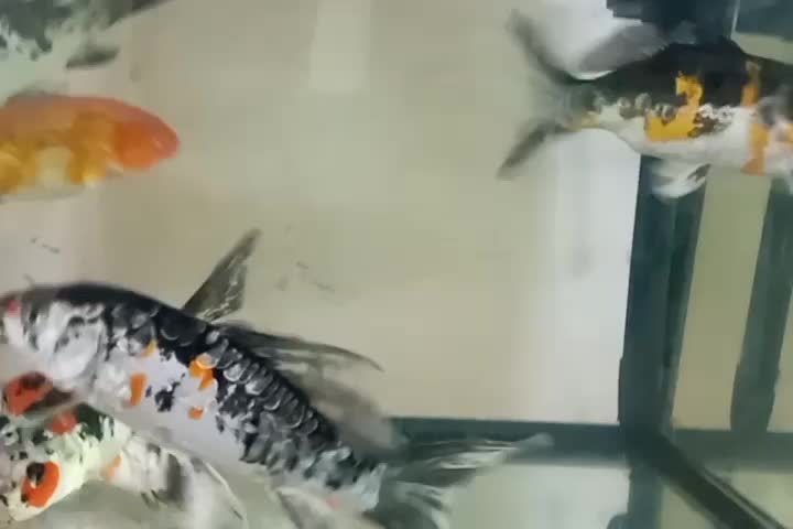 ماهی کوی ۱۰ الی ۱۵ سانت خوشکل پوست چرم|ماهی|کاشان, گارزگاه|دیوار