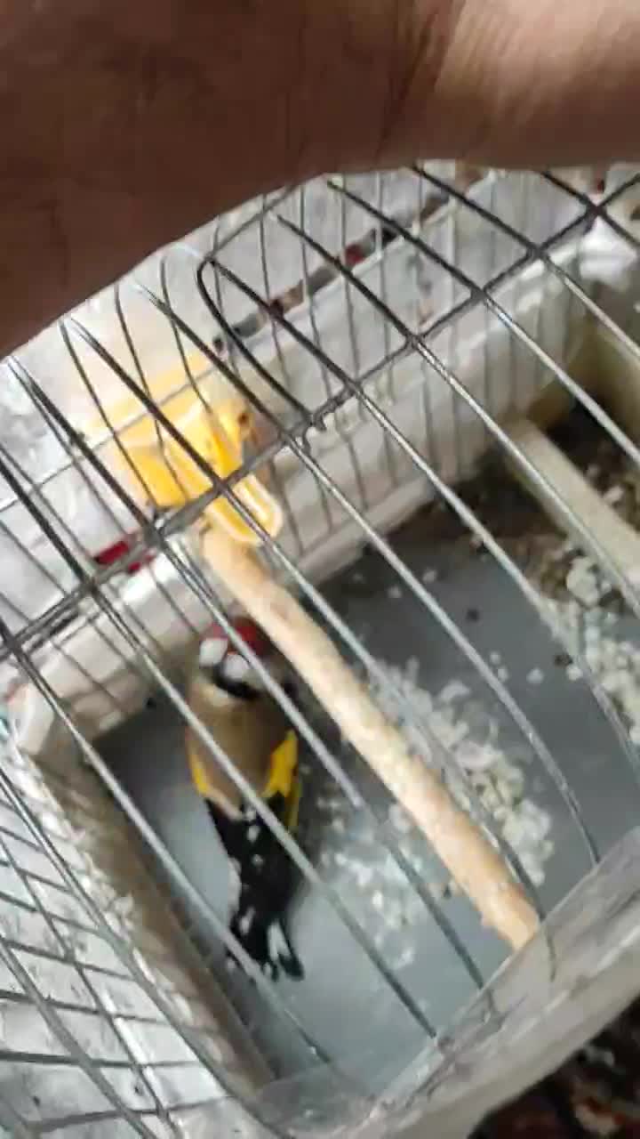 سهره|پرنده|کرمانشاه, |دیوار