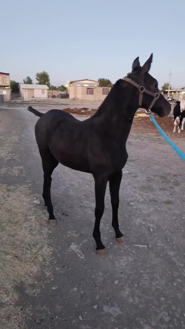 کره نریان از سیروان لارتی|اسب و تجهیزات اسبسواری|اسلامآباد غرب, |دیوار