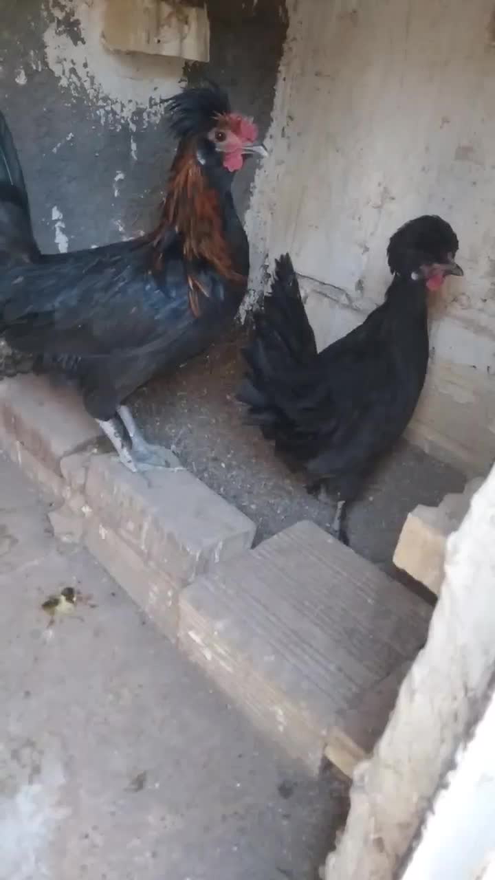 ۱عدد مرغ تازه به تخم ۱عدد خروس جوان ۲عدد مرغ محلی|حیوانات مزرعه|مشهد, سجادیه|دیوار