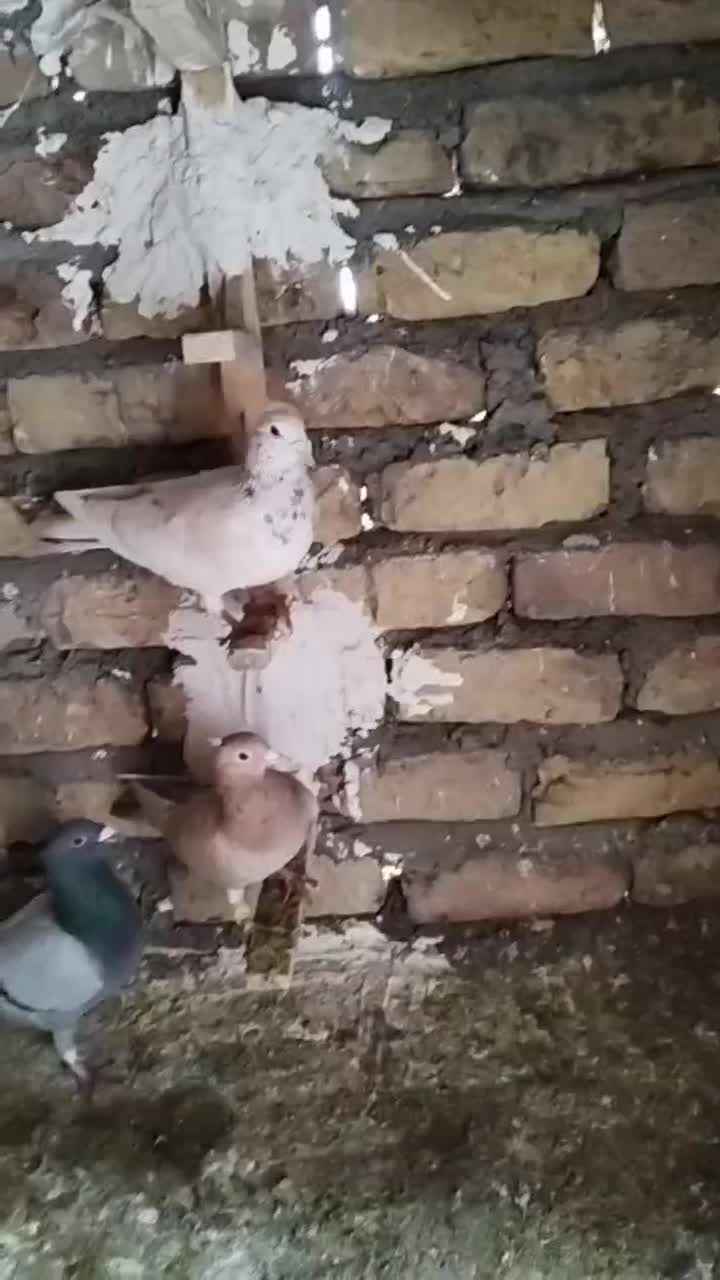 پرشی بازی کن ببر|پرنده|میان جلگه, |دیوار