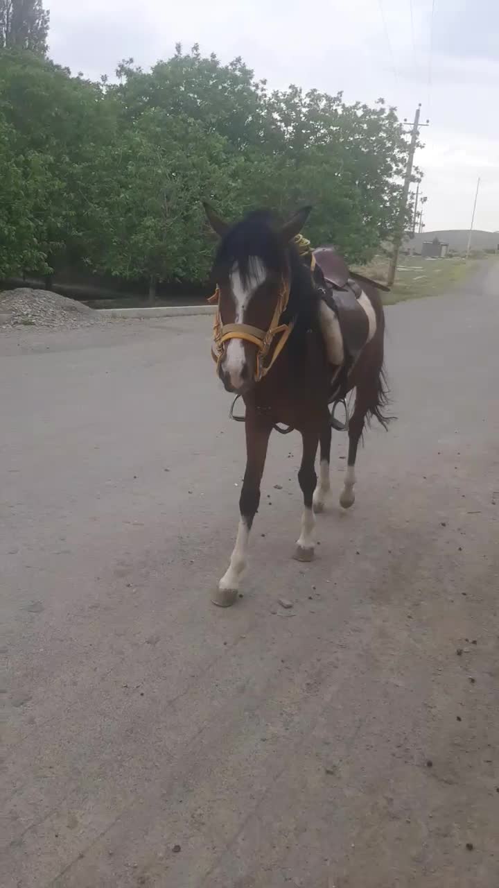 اسب پنج نشان عالی|اسب و تجهیزات اسب‌سواری|ملایر, |دیوار