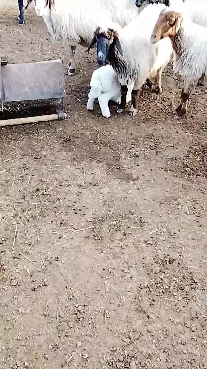 گوسفند|حیوانات مزرعه|خواف, |دیوار