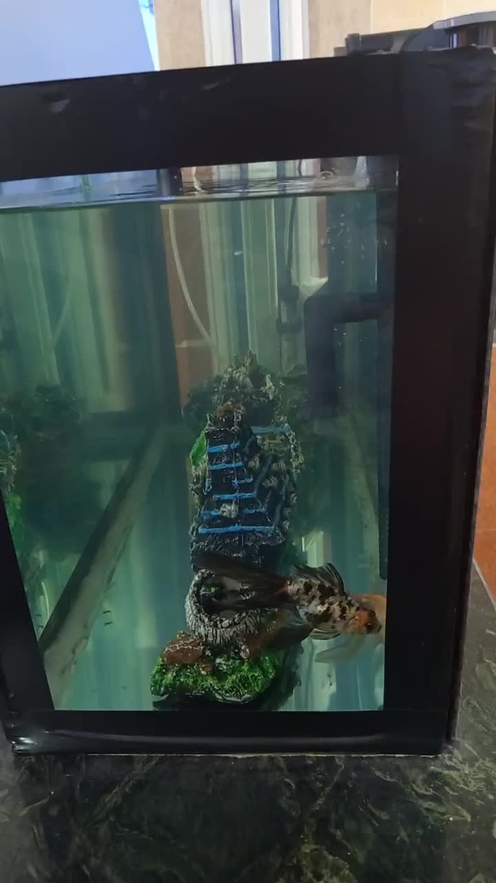 آکواریوم|ماهی|قشم, |دیوار