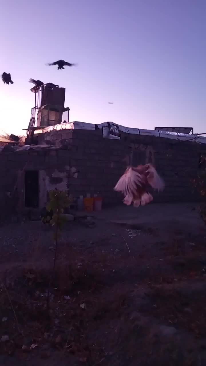 مرغ خروس و بوقلمون|حیوانات مزرعه|خوی, |دیوار