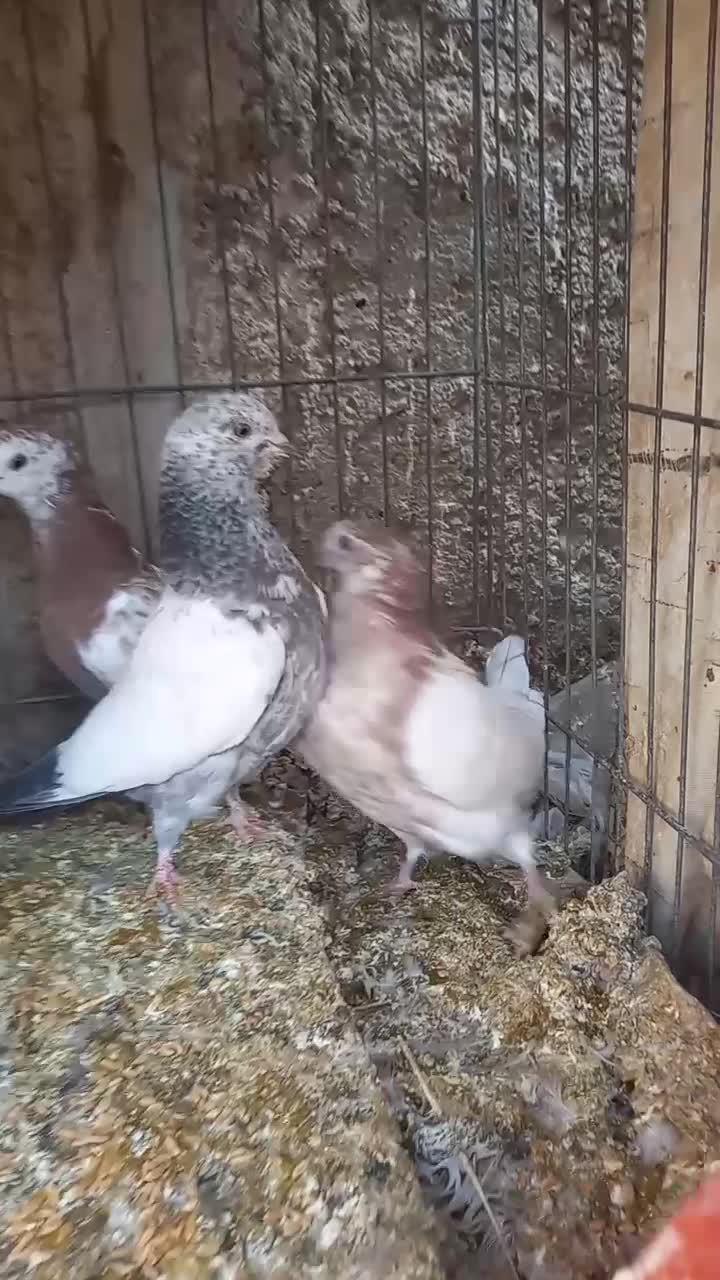 کبوتر دمگیر گلین،پرشی جوجه و کهنه،اصفهانی دمسفید|پرنده|برخوار, |دیوار