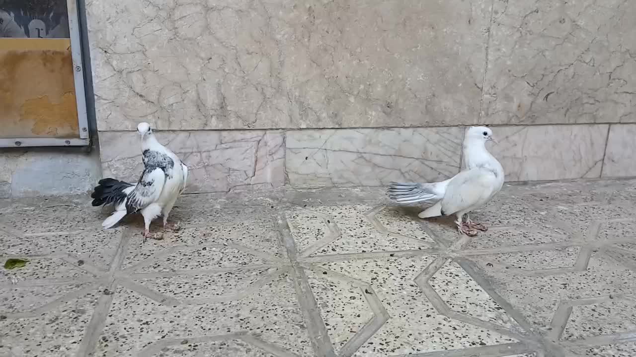 دم چتری انگلیسی|پرنده|مشهد, کارمندان دوم|دیوار