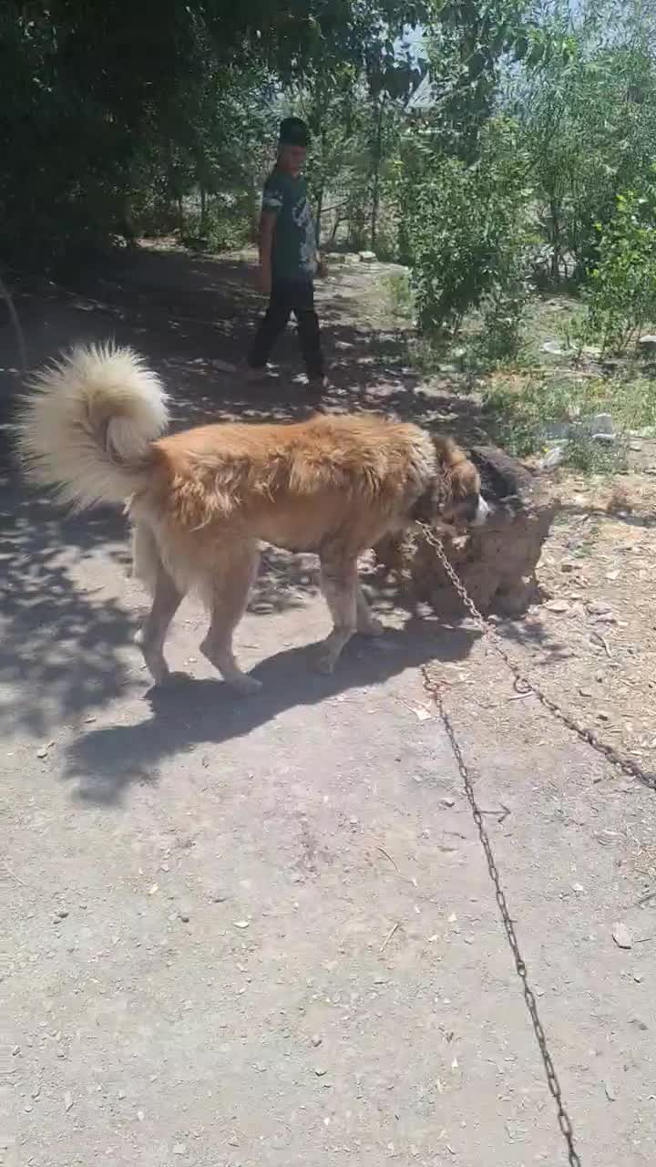 سگ نگهبان|سگ|بروجرد, |دیوار