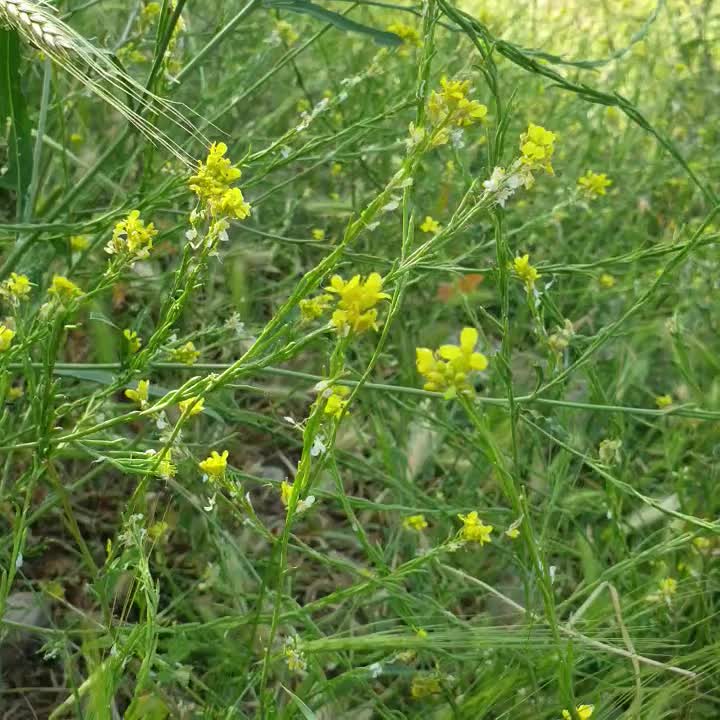 مجسمه های بسیار خاص و زیبا کاملا نو|مجسمه، تندیس، ماکت|شیراز, شیخ روزبهان|دیوار
