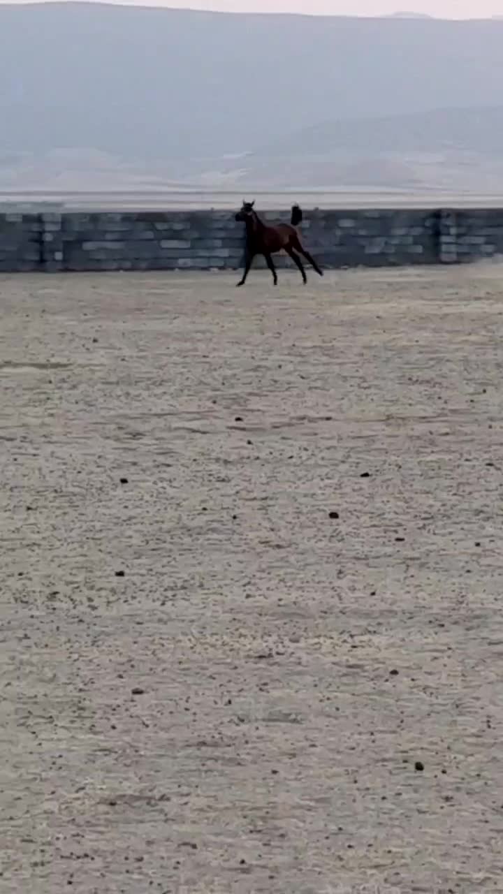 کره اسب|اسب و تجهیزات اسب‌سواری|اسلام آباد, |دیوار