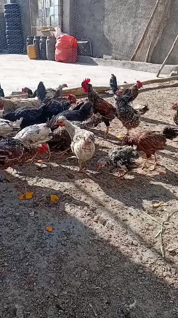 مرغ|حیوانات مزرعه|مبارکه, |دیوار