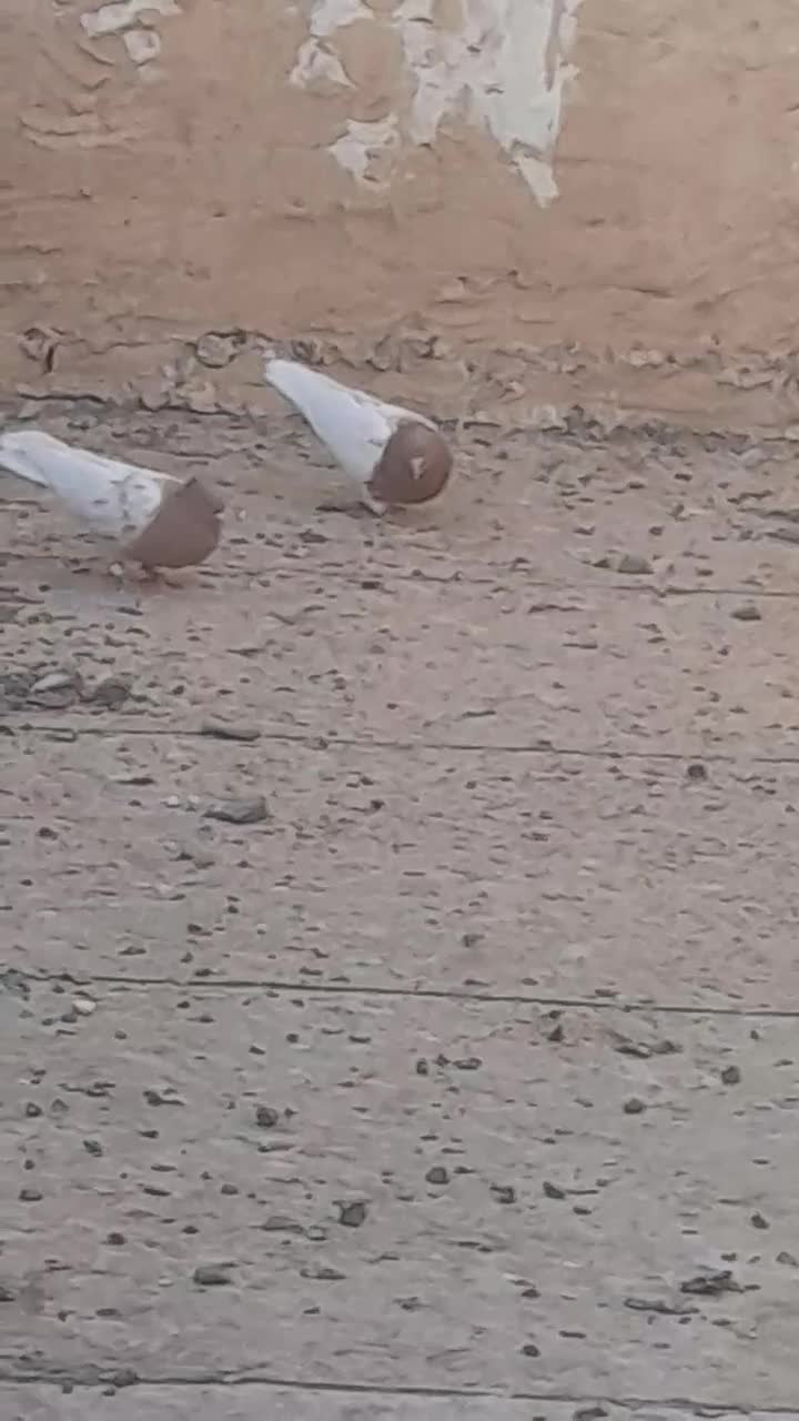 کفتر کله زرد  نر|پرنده|ششطراز, |دیوار