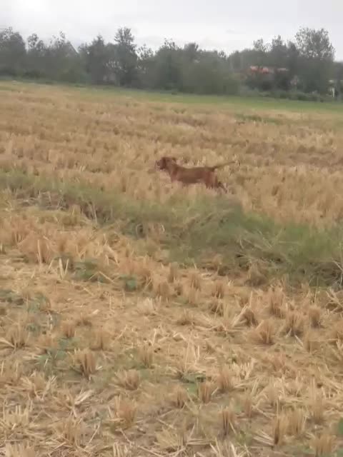 سگ پیونتر|سگ|رودبنه, |دیوار