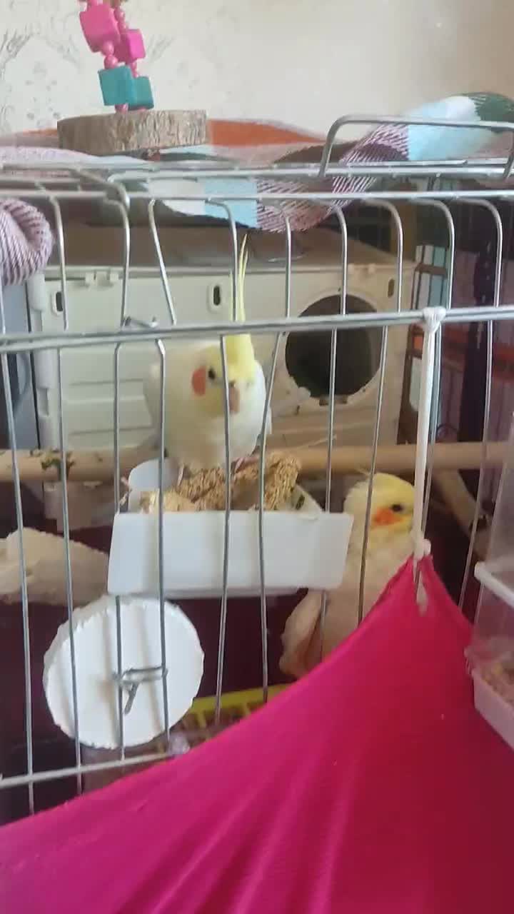 عروس هلندی|پرنده|سهند, |دیوار