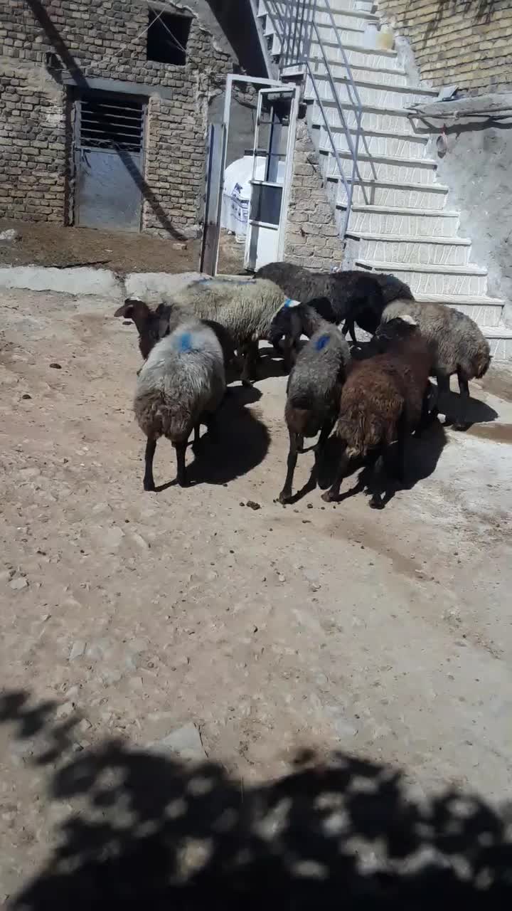 میش وبره|حیوانات مزرعه|قره چای, |دیوار