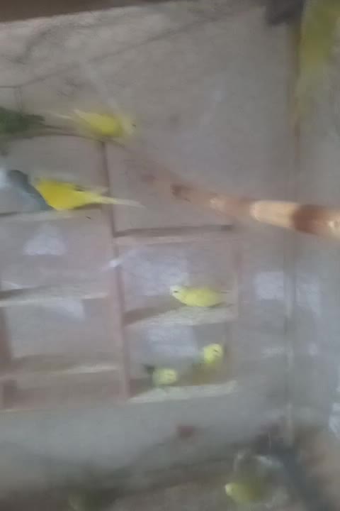 مرغ عشق سالم و سرحال|پرنده|تربت جام, شهید مدرس|دیوار