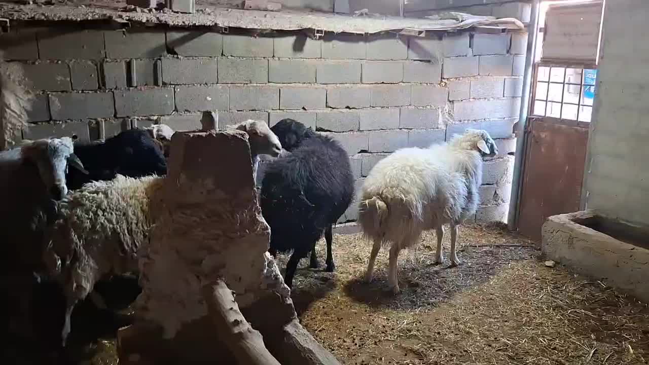 بره نر سرک دار|حیوانات مزرعه|کاشان, راوند|دیوار