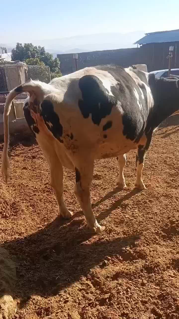 دوعدد گا‌و هولشتاین|حیوانات مزرعه|چگنی, |دیوار