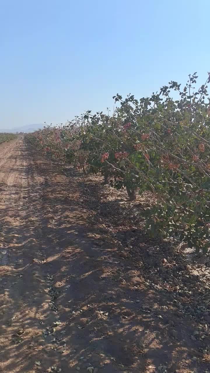 ۱۰ساعت آب و زمین پسته اکبری مرغوب|فروش دفتر صنعتی، کشاورزی، تجاری|مهریز, |دیوار