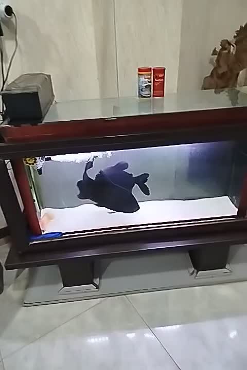 ماهی آکواریومی|ماهی|اردبیل, |دیوار