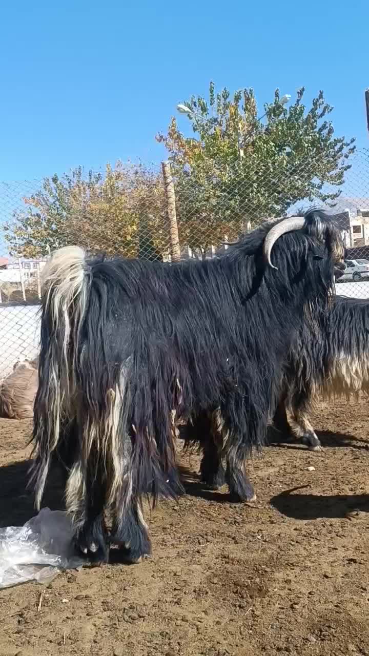 بیگ چپش دوبر|حیوانات مزرعه|لردگان, |دیوار