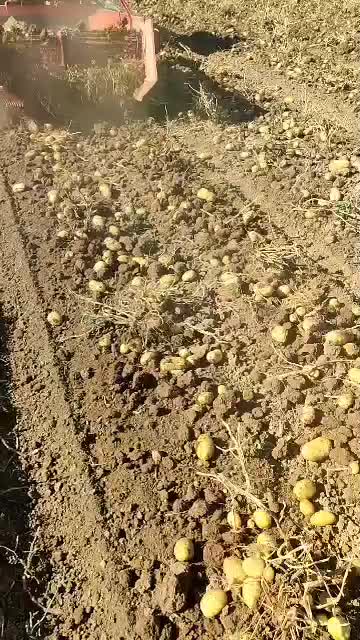 فروش عمده سیب زمینی|عمدهفروشی|زاغه, |دیوار