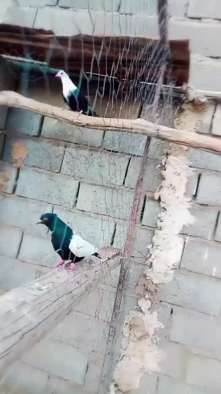 دوتا خوشگل|پرنده|نیشابور, مازول|دیوار