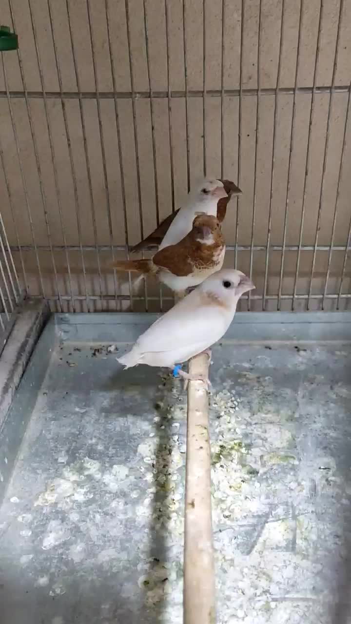 فنج بنگالی قناری سهره|پرنده|همدان, |دیوار