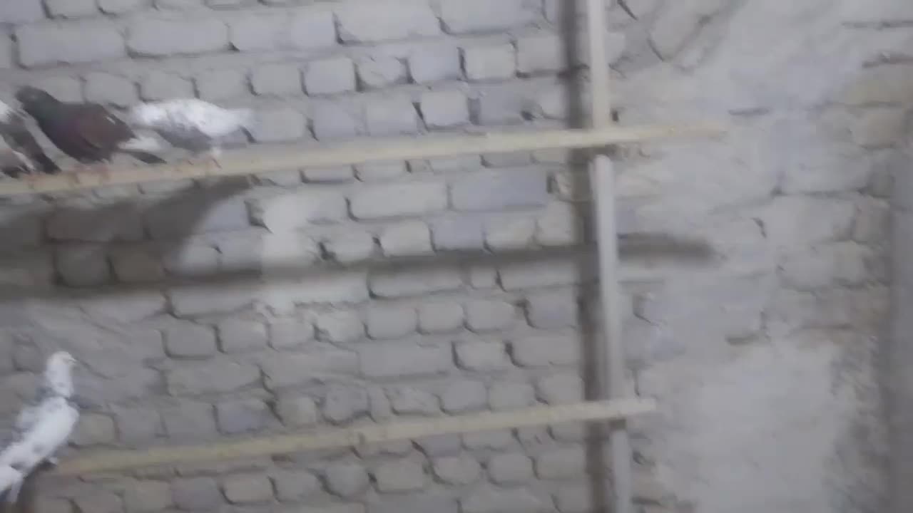 کفتر|پرنده|آران و بیدگل, |دیوار