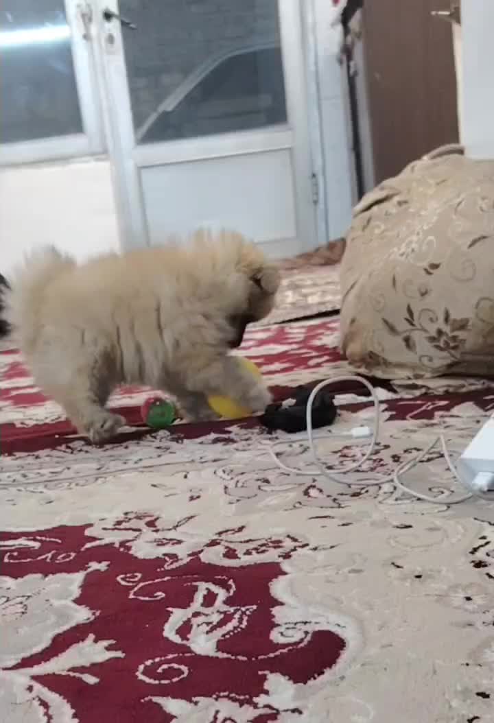 واگذاری پامرانین|سگ|فولادشهر, B4|دیوار