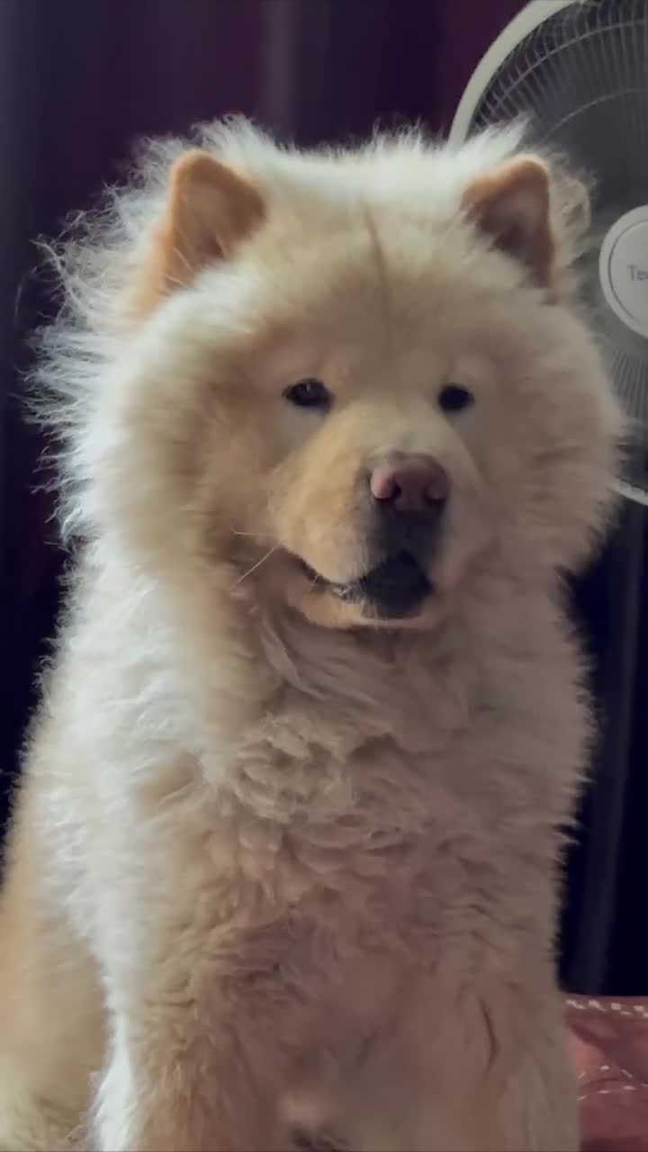 سگ چاو چاو جهت جفتگیری|سگ|تهران, شهرآرا|دیوار