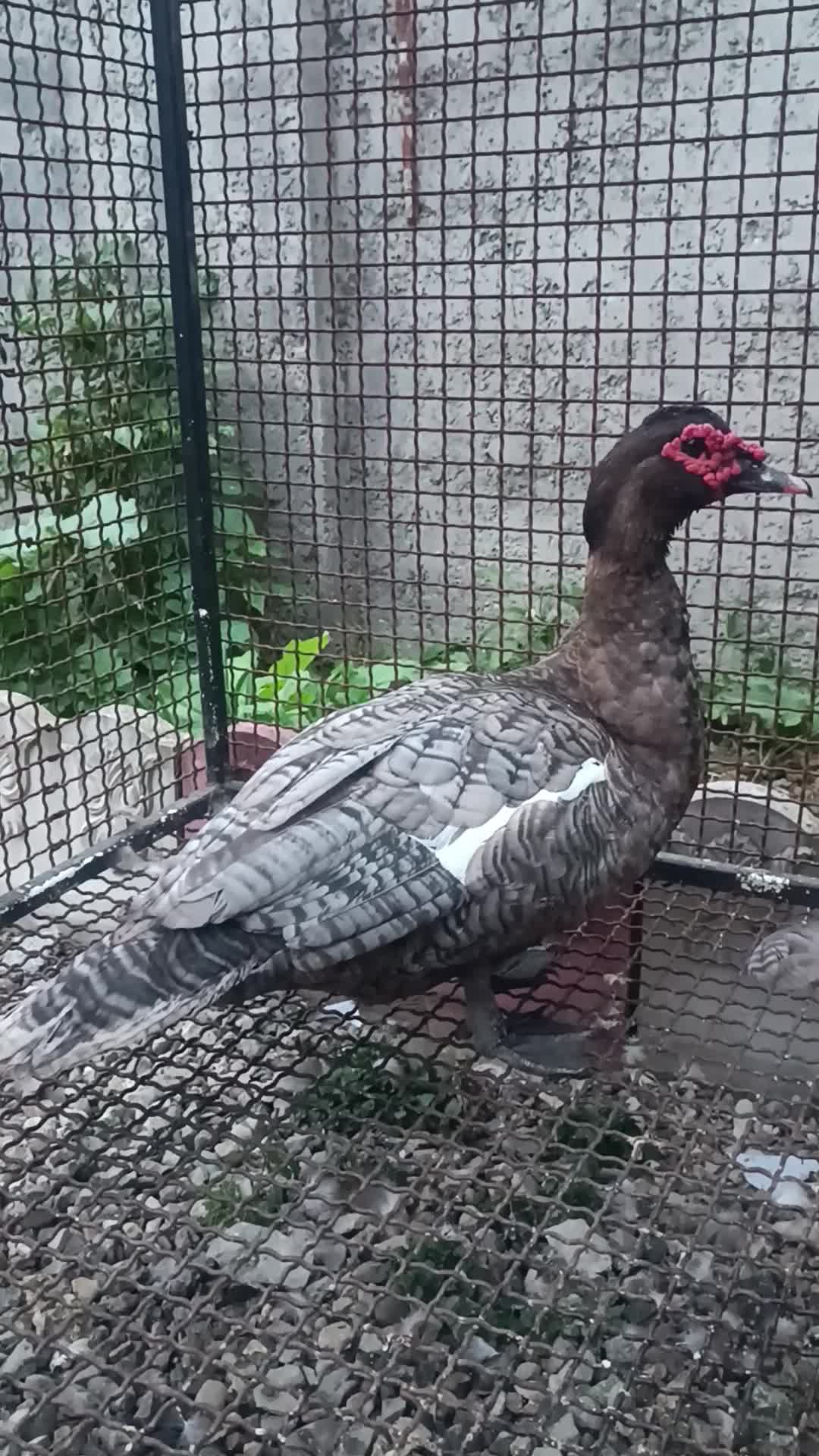 اردک اسرائیلی رنگ خاص کوکو|حیوانات مزرعه|رامسر, |دیوار