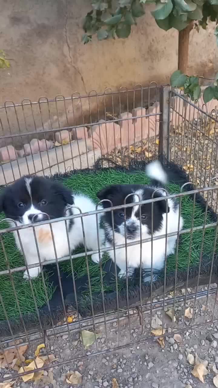 توله پامر ۴۵۰۰ سایز ریز|سگ|هشتگرد, شهرک اداری|دیوار