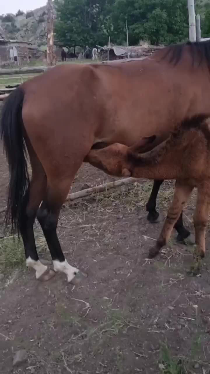 فروشی|حیوانات مزرعه|اردبیل, |دیوار