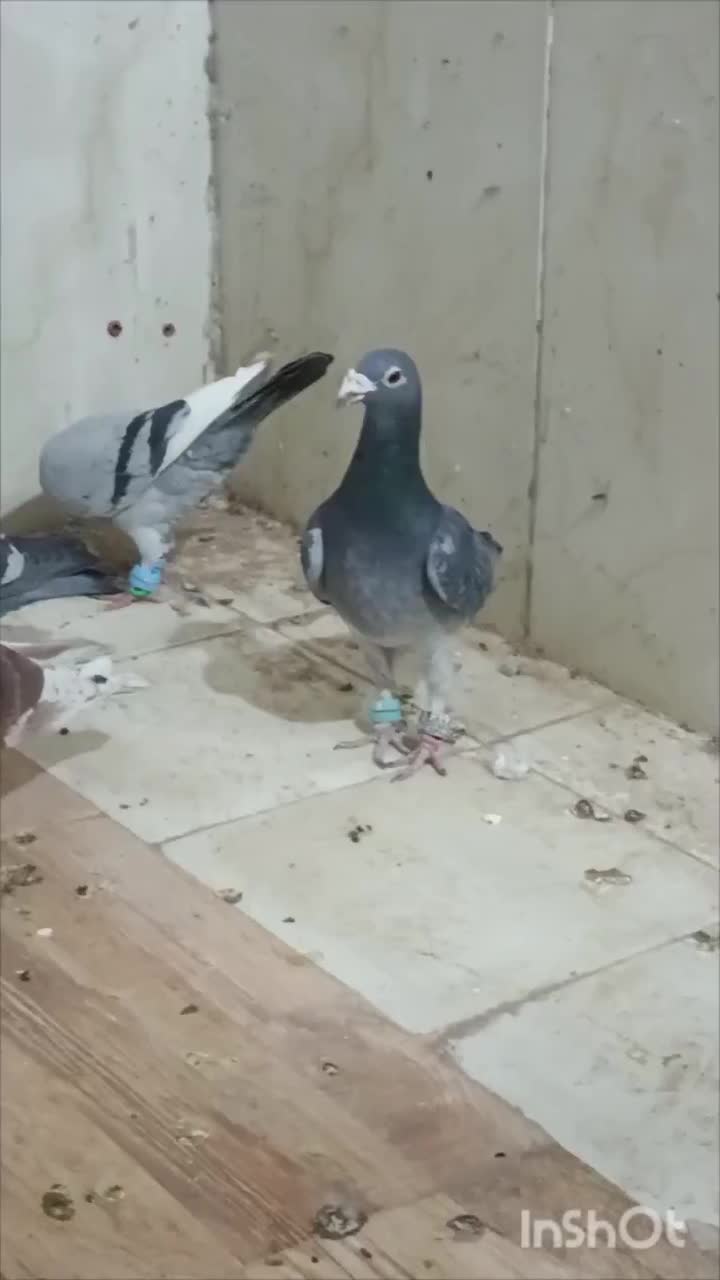 کفتر|پرنده|مشهد, فرودگاه|دیوار